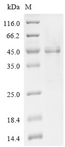 Mouse NACHT, LRR and PYD domains-containing protein 3 (Nlrp3), partial Recombinant Protein, Mus musculus (Mouse), E.coli, C-terminal 6xHis-tagged, 43.6 kDa, purity >≥ 85% as determined by SDS-PAGE.