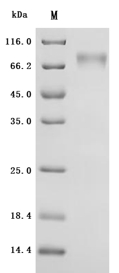 Human Atrial natriuretic peptide receptor 1 (NPR1), Partial Recombinant Protein, Homo sapiens (Human), Mammalian cell, C-terminal 10xHis-tagged, 50.3 kDa, purity >≥ 95% as determined by SDS-PAGE.