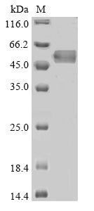 Human Antithrombin-III (SERPINC1) Recombinant Protein, N-His, Homo sapiens (Human), Baculovirus, N-terminal 6xHis-tagged, 53.6 kDa, purity >≥ 85% as determined by SDS-PAGE.