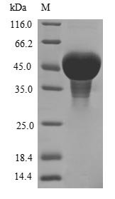 Pisum sativum Zinc finger CCCH domain-containing protein ZFN-like Recombinant Protein, Pisum sativum (Garden pea), E.coli, N-terminal 10xHis-tagged and C-terminal Myc-tagged, 53.0 kDa, purity >≥ 85% as determined by SDS-PAGE.