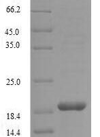 Haliotis laevigata Perlwapin Recombinant Protein, N-His - BioCrest Sci