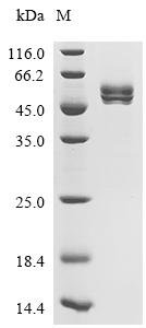 Rat Acyl-coenzyme A thioesterase 1 (Acot1) Recombinant Protein, C-10His, Rattus norvegicus (Rat), Mammalian cell, C-terminal 10xHis-tagged, 48.7 kDa, purity >≥ 95% as determined by SDS-PAGE.