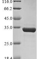 African swine fever virus Major capsid protein (Ba71V-081), partial Recombinant Protein - BioCrest Sci