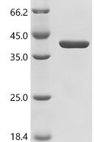 Staphylococcus aureus Gamma-hemolysin component A (hlgA) Recombinant Protein, C-His, aa 30–309, strain N315 - BioCrest Sci