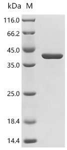 Staphylococcus aureus Gamma-hemolysin component A (hlgA) Recombinant Protein, C-His, aa 30–309, strain N315, Staphylococcus aureus (strain N315), E.coli, C-terminal 6xHis-tagged, 38.8 kDa, purity >≥ 95% as determined by SDS-PAGE.
