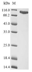 Human Eukaryotic peptide chain release factor GTP-binding subunit ERF3A (GSPT1) Recombinant Protein, N-MBP/C-His, Homo sapiens (Human) parvovirus B19 (isolate AU), Baculovirus, N-terminal MBP-tagged and C-terminal 6xHis-tagged, 99.8 kDa, purity >≥ 85% as determined by SDS-PAGE.