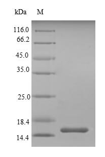 Mouse Single Ig IL-1-related receptor (Sigirr) Recombinant Protein, Mus musculus (Mouse), Yeast, N-terminal 6xHis-tagged, 14.7 kDa, purity >≥ 90% as determined by SDS-PAGE.