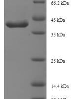 Bacillus subtilis L-cystine-binding protein tcyA (tcyA) Recombinant Protein, N-His-SUMO - BioCrest Sci