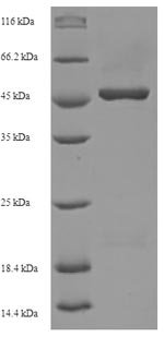 Human Oligodendrocyte transcription factor 2 (OLIG2) Recombinant Protein, N-His-SUMO, Homo sapiens (Human), E.coli, N-terminal 6xHis-SUMO-tagged, 48.4 kDa, purity >≥ 90% as determined by SDS-PAGE.