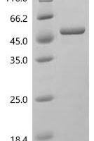Chicken Ovalbumin (SERPINB14) Recombinant Protein, C-His, aa 2–386, E.coli - BioCrest Sci