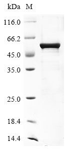Human HLA class I histocompatibility antigen, alpha chain G (HLA-G) Recombinant Protein, C-10His, Homo sapiens (Human), Baculovirus, C-terminal 10xHis-tagged, 53.1 kDa, purity >≥ 85% as determined by SDS-PAGE.