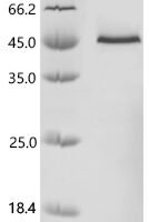 Mouse Probable cytosolic iron-sulfur protein assembly protein CIAO1 (Ciao1) Recombinant Protein, N-His - BioCrest Sci