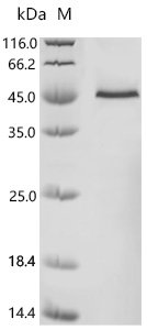 Mouse Probable cytosolic iron-sulfur protein assembly protein CIAO1 (Ciao1) Recombinant Protein, N-His, Mus musculus (Mouse), E.coli, N-terminal 6xHis-tagged, 44.5 kDa, purity >≥ 90% as determined by SDS-PAGE.