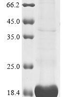 Cat Appetite-regulating hormone (GHRL), partial Recombinant Protein - BioCrest Sci