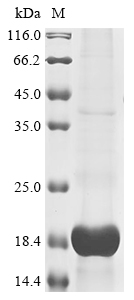 Cat Appetite-regulating hormone (GHRL), partial Recombinant Protein, Felis catus (Cat) (Felis silvestris catus), E.coli, N-terminal 6xHis-KSI-tagged, 18.5 kDa, purity >≥ 85% as determined by SDS-PAGE.
