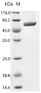 Yeast Lipase 4 (LIP4) Recombinant Protein, Diutina rugosa (Yeast), Yeast, N-terminal 6xHis-tagged, 57.9 kDa, purity >≥ 95% as determined by SDS-PAGE.