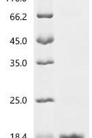 Staphylococcus haemolyticus Cold shock protein CspA (cspA) Recombinant Protein - BioCrest Sci