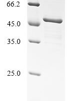Human NAD-dependent protein deacetylase sirtuin-7 (SIRT7) Recombinant Protein - BioCrest Sci