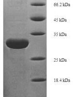 Candida glabrata Autophagy-related protein 8 (ATG8) Recombinant Protein, N-His-SUMO - BioCrest Sci