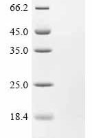 Mouse Glucagon (Gcg), partial Recombinant Protein - BioCrest Sci