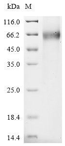 Human Leucine-rich repeat-containing G-protein coupled receptor 4 (LGR4), partial Recombinant Protein, C-His, aa 25–544, Homo sapiens (Human), Baculovirus, C-terminal 6xHis-tagged, 62.8 kDa, purity >≥ 85% as determined by SDS-PAGE.