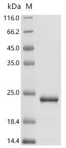 Adelphocoris lineolatus Odorant-binding protein 1 Recombinant Protein, Adelphocoris lineolatus (Alfalfa plant bug), E.coli, C-terminal 6xHis-tagged, 20.8 kDa, purity >≥ 90% as determined by SDS-PAGE.