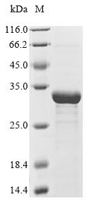 Bacillus subtilis subsp. natto Subtilisin NAT (aprN) Recombinant Protein, Bacillus subtilis subsp. natto, E.coli, N-terminal 6xHis-tagged, 31.8 kDa, purity >≥ 85% as determined by SDS-PAGE.