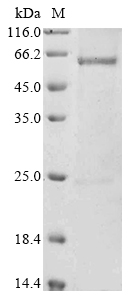 Human Atrial natriuretic peptide receptor 3 (NPR3), partial Recombinant Protein, C-His-Myc, Homo sapiens (Human), Yeast, C-terminal 6xHis-Myc-tagged, 53.4 kDa, purity >≥ 90% as determined by SDS-PAGE.