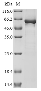 Arabidopsis thaliana Probable carotenoid cleavage dioxygenase 4, chloroplastic (CCD4), partial Recombinant Protein, Arabidopsis thaliana (Mouse-ear cress), E.coli, N-terminal 10xHis-tagged and C-terminal Myc-tagged, 59.5 kDa, purity >≥ 85% as determined by SDS-PAGE.