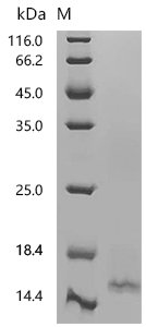Bovine Interleukin-4 (IL4) Recombinant Protein, C-His, aa 25–135, Bos taurus (Bovine), Bos taurus (Bovine), Bos taurus (Bovine), C-terminal 6xHis-tagged, 14.1 kDa, purity >≥ 95% as determined by SDS-PAGE.