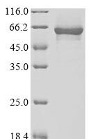 Human Protein FAM131A (FAM131A) Recombinant Protein - BioCrest Sci