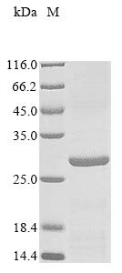 Mycobacterium tuberculosis PP2C-family Ser/Thr phosphatase (pstP), partial Recombinant Protein, Tag-Free, Mycobacterium tuberculosis (strain CDC 1551 / Oshkosh), E.coli, Tag-Free, 25.3 kDa, purity >≥ 85% as determined by SDS-PAGE.