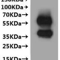 Rat Membrane spanning 4-domains A1 (Ms4a1)-VLPs Recombinant Protein - BioCrest Sci