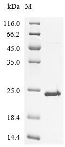 Human Ribonuclease 3 (DROSHA), partial Recombinant Protein, Homo sapiens (Human), E.coli, C-terminal 6xHis-tagged, 20.5 kDa, purity >≥ 90% as determined by SDS-PAGE.