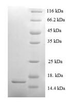 Mouse Serum amyloid A-2 protein (Saa2) Recombinant Protein - BioCrest Sci