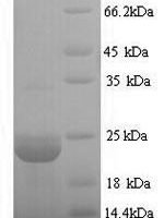 Bacillus subtilis Expansin-yoaJ (yoaJ) Recombinant Protein, N-His - BioCrest Sci