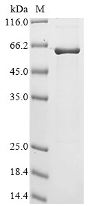 Human Extended synaptotagmin-2 (ESYT2), partial Recombinant Protein, Homo sapiens (Human), E.coli, N-terminal 10xHis-tagged and C-terminal Myc-tagged, 61.4 kDa, purity >≥ 85% as determined by SDS-PAGE.