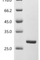 Pectobacterium cypripedii Gluconate 2-dehydrogenase flavoprotein, partial Recombinant Protein - BioCrest Sci