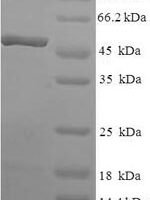 Human Transcription elongation factor A protein 2 (TCEA2) Recombinant Protein - BioCrest Sci