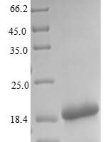 Drosophila melanogaster General odorant-binding protein lush (lush) Recombinant Protein - BioCrest Sci