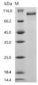 Mouse Receptor tyrosine-protein kinase erbB-3 (Erbb3), partial Recombinant Protein, Mus musculus (Mouse), Mammalian cell, C-terminal 10xHis-tagged, 70.0 kDa, purity >≥ 95% as determined by SDS-PAGE.