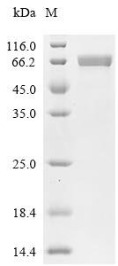 Human Suprabasin (SBSN) Recombinant Protein, C-His, aa 26–590, Mammalian cell, Homo sapiens (Human), Mammalian cell, C-terminal 6xHis-tagged, 62.1 kDa, purity >≥ 95% as determined by SDS-PAGE.