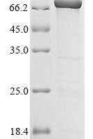 Human Histone H1.3 (HIST1H1D) Recombinant Protein - BioCrest Sci
