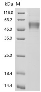 Macaca fascicularis Interleukin-3 receptor subunit alpha, partial Recombinant Protein, Mammalian cell, C-terminal 10xHis-tagged, 34.2 kDa, purity >≥ 90% as determined by SDS-PAGE.