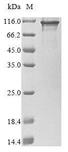 Human Cysteine-rich protein 2-binding protein (KAT14) Recombinant Protein, N-10His, Homo sapiens (Human), E.coli, N-terminal 10xHis-tagged, 94.9 kDa, purity >≥ 85% as determined by SDS-PAGE.