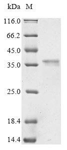 Rat Myosin-9 (Myh9), partial Recombinant Protein, Rattus norvegicus (Rat), E.coli, N-terminal 10xHis-tagged and C-terminal Myc-tagged, 34.6 kDa, purity >≥ 85% as determined by SDS-PAGE.