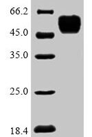 Danio rerio COP9 signalosome complex subunit 2 (cops2) Recombinant Protein, N-His - BioCrest Sci