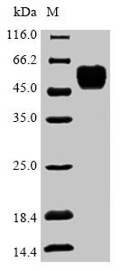 Danio rerio COP9 signalosome complex subunit 2 (cops2) Recombinant Protein, N-His, Danio rerio (Zebrafish) (Brachydanio rerio), Yeast, N-terminal 6xHis-tagged, 53.6 kDa, purity >≥ 90% as determined by SDS-PAGE.