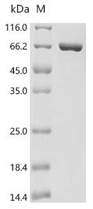 Aquifex aeolicus Reverse gyrase 2 (rgy2), partial Recombinant Protein, Aquifex aeolicus (strain VF5), E.coli, C-terminal 6xHis-tagged, 74.5 kDa, purity >≥ 90% as determined by SDS-PAGE.