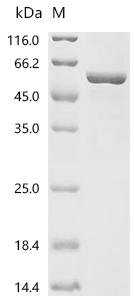 Mouse Dedicator of cytokinesis protein 2 (Dock2), partial Recombinant Protein, Mus musculus (Mouse), E.coli, C-terminal 6xHis-tagged, 55.9 kDa, purity >≥ 95% as determined by SDS-PAGE.